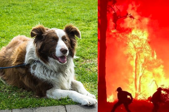 Keturkojis didvyris, ištirpdęs širdis visame pasaulyje: po įspūdingos karjeros – naujas etapas