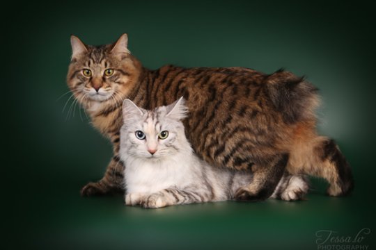 Kaune – neįtikėtina kačių įvairovė: pamatykite retas ir išskirtines veisles