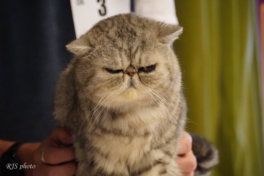 Kaune – neįtikėtina kačių įvairovė: pamatykite retas ir išskirtines veisles