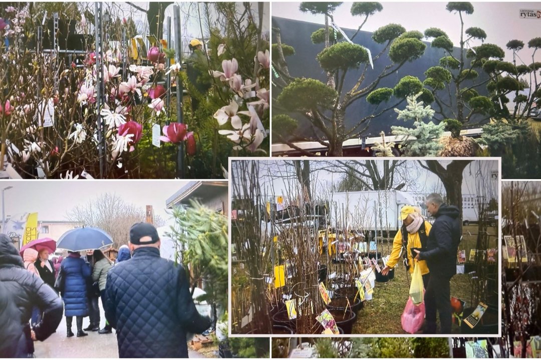 Parodoje „Ką pasėsi… 2026“: nuostabi žydinti sodų karalienė ir augalų kainos, kurios visus nustebins