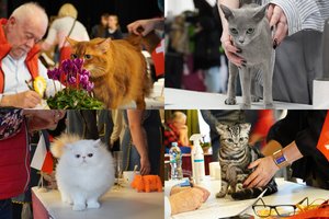 Kaune – neįtikėtina kačių įvairovė: pamatykite retas ir išskirtines veisles