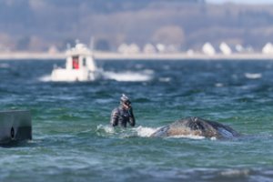 Gelbėjimo operacija Baltijos jūroje – baigta: milžiniškas banginis išsilaisvino pats