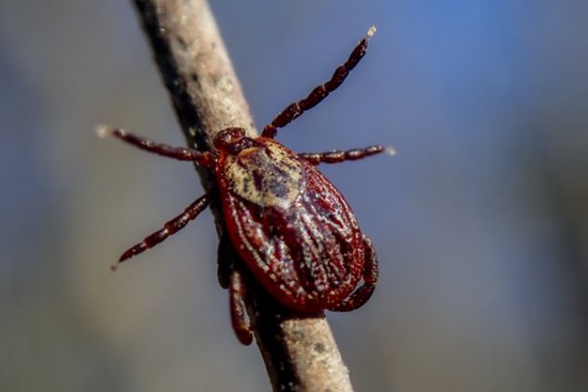Erkės jau atidarė „šašlykų sezoną“ – o jūs?