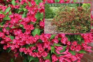 Įvertinta ekspertų, pamėgta sodininkų: ši sodo puošmena žydi iki pat šalnų