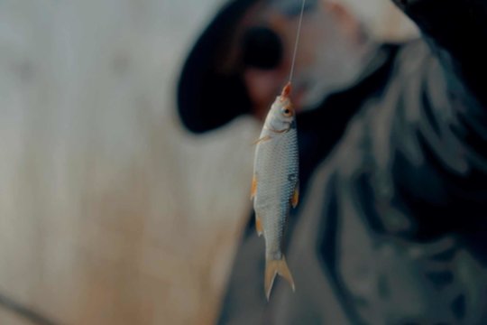 „Šiandien kimba“. Meilė pavasarinėms kojoms... kitaip tariant kuojoms