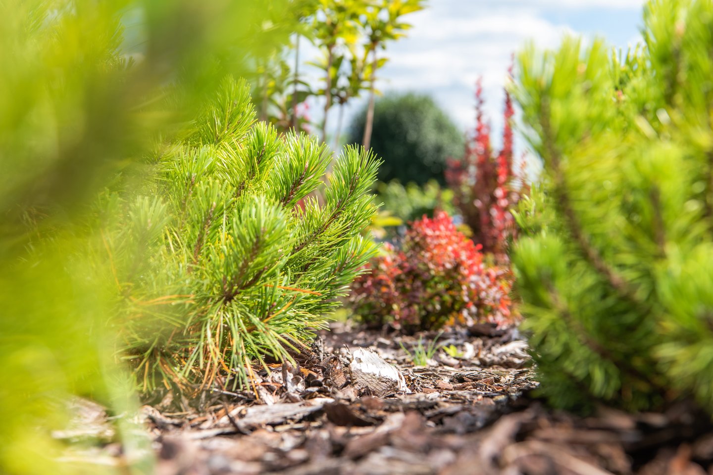 Kalninė pušis (Pinus mugo) – dekoratyvus, atsparus spygliuotis, plačiai pritaikomas tiek urbanizuotose teritorijose, tiek natūraliame kraštovaizdyje.<br>123 rf nuotr.