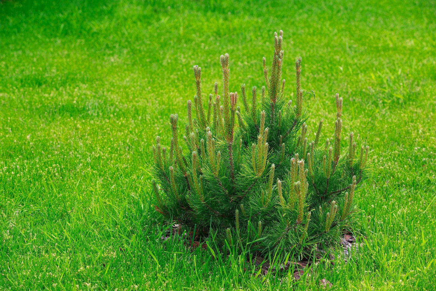 Kalninė pušis (Pinus mugo) – dekoratyvus, atsparus spygliuotis, plačiai pritaikomas tiek urbanizuotose teritorijose, tiek natūraliame kraštovaizdyje.<br>123 rf nuotr.