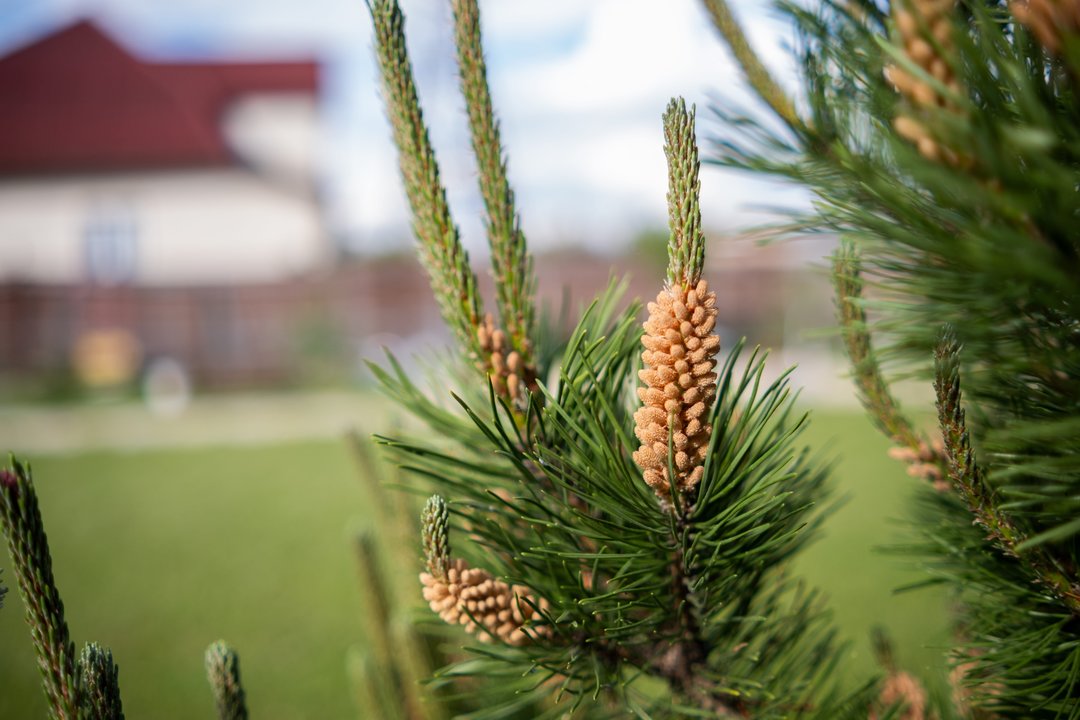 Artėjant sodinimo sezonui – medelyno specialistų patarimai, kaip išsirinkti sau tinkamus augalus