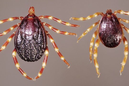 Lenkijoje – aliarmas dėl pavojingų parazitų rūšies: išsiskiria dydžiu ir medžioklės būdu