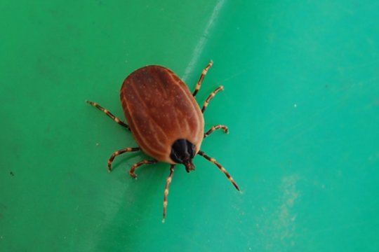 Lenkijoje – aliarmas dėl pavojingų parazitų rūšies: išsiskiria dydžiu ir medžioklės būdu