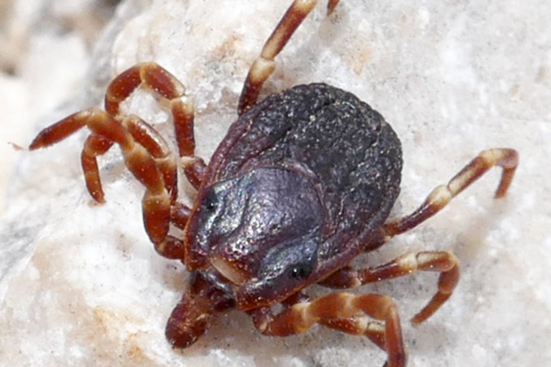 Lenkijoje – aliarmas dėl pavojingų parazitų rūšies: išsiskiria dydžiu ir medžioklės būdu