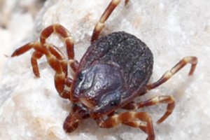 Lenkijoje – aliarmas dėl pavojingų parazitų rūšies: išsiskiria dydžiu ir medžioklės būdu