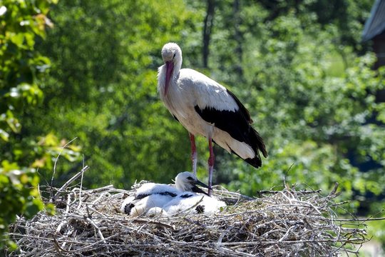 Į šį kaimą vasaroti parskrenda rekordiškai daug gandrų: pirmasis šiais metais grįžo kovo 13-ąją