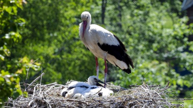 Į šį kaimą vasaroti parskrenda rekordiškai daug gandrų: pirmasis šiais metais grįžo kovo 13-ąją