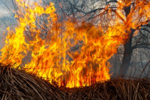 Kaune užsidegus pievai sudegė sodo namelis ir du šiltnamiai