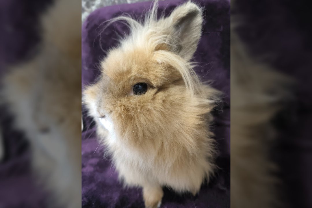 Ypatinga Bitė ieško namų: turi charakterį ir mėgsta taisykles