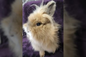 Ypatinga Bitė ieško namų: turi charakterį ir mėgsta taisykles