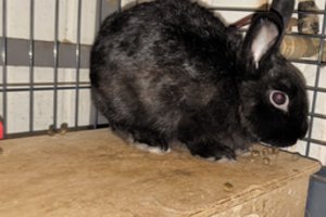 Vilniaus bare – šokiruojantis vaizdas: po „pasirodymo“ triušiukas paliktas likimo valiai