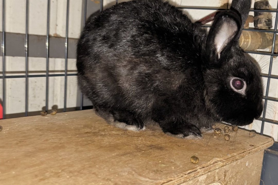 Vilniaus bare – šokiruojantis vaizdas: po „pasirodymo“ triušiukas paliktas likimo valiai