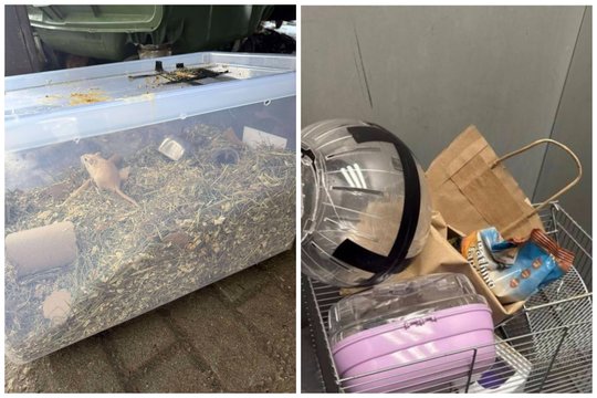 Šiukšlyno princai meldžia antro šanso: beširdžiai mažylius paliko mirti šiukšlių konteineryje