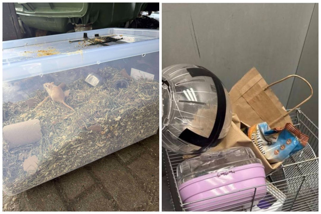 Šiukšlyno princai meldžia antro šanso: beširdžiai mažylius paliko mirti šiukšlių konteineryje