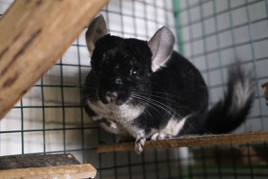 Švelnaus būdo Princesę priglaudę žmonės grąžino atgal: meldžia šanso ir gerumo