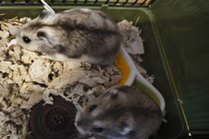 „Kalėdine dovana“ vaikams tapę žiurkėnai ieško namų: įspėja – juos auginti nėra taip paprasta