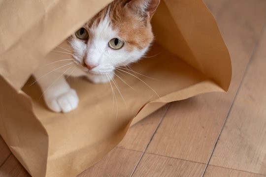 Naudotų padangų pirkimas – saugus pasirinkimas ar katė maiše?