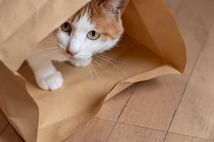 Naudotų padangų pirkimas – saugus pasirinkimas ar katė maiše?