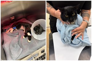 Partrenktą ir kraujo baloje gulintį katinėlį paliko merdėti: prašo stebuklo