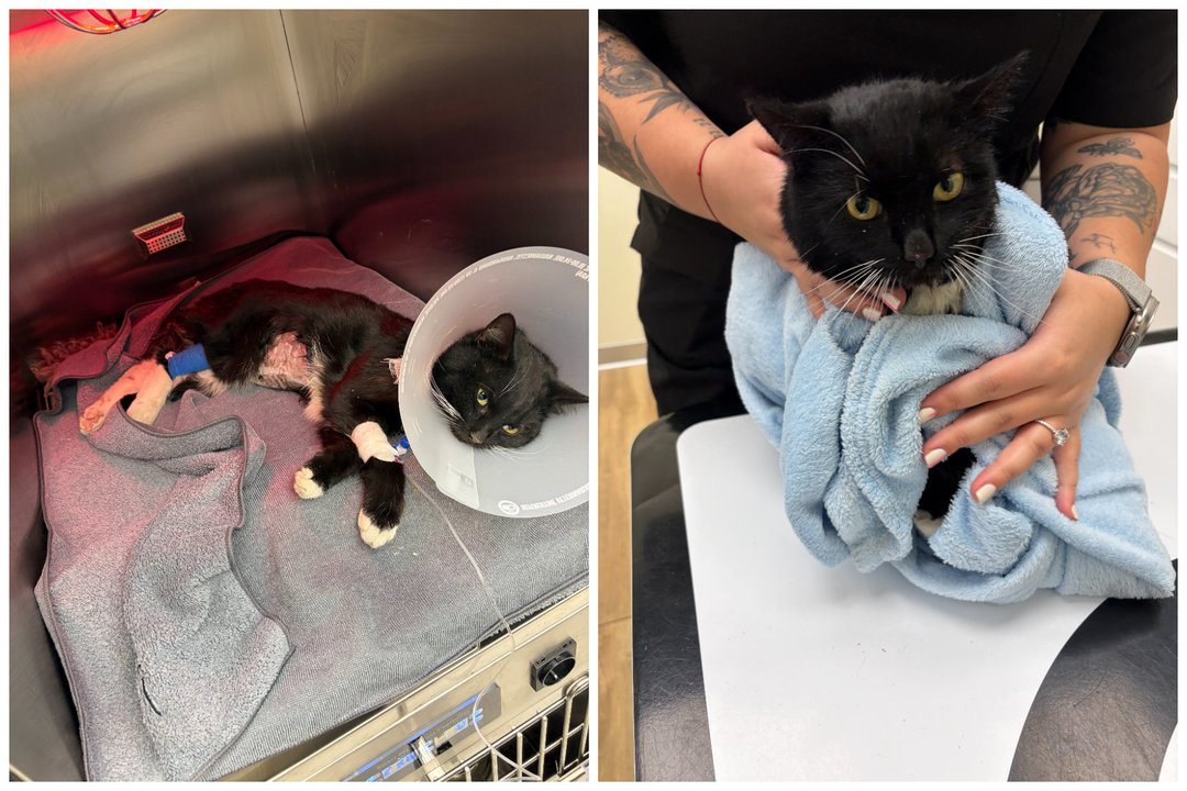 Partrenktą ir kraujo baloje gulintį katinėlį paliko merdėti: prašo stebuklo