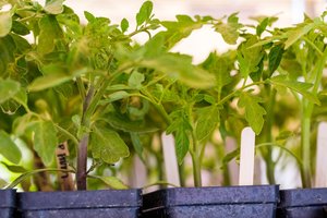 Daržininkė pasidalijo, kaip užsiauginti stiprius daigus: yra du būdai