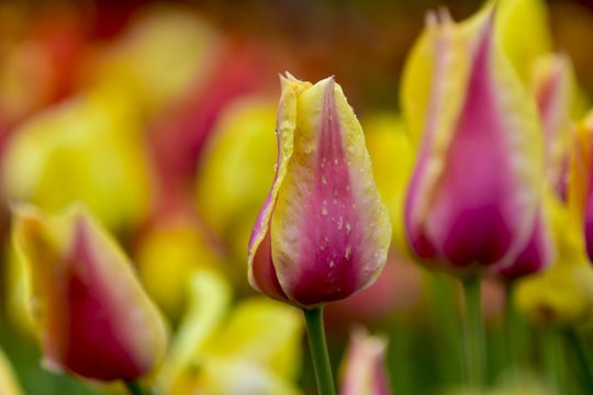 Sukčiai apmulkino tulpes pirkusią Telšių r. gyventoją – gėlių laukia nuo vasario mėnesio