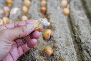 Pasodini – ir nusivili: viena maža paslaptis pakeičia visą svogūnų derlių