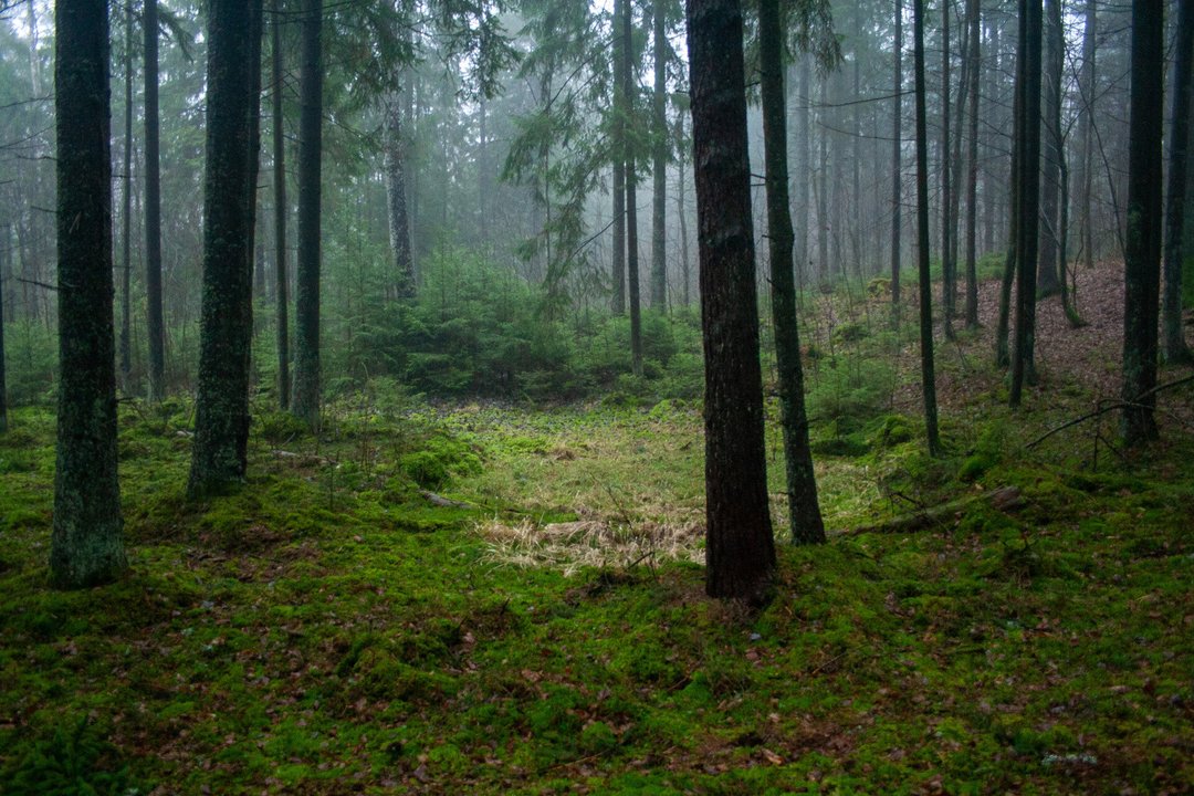 8,5 iš 10 taromatuose „Sengirės fondui“ paaukotų eurų jau ošia miškais