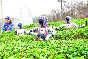 Kinijos arbatų laukuose jau dirba robotai