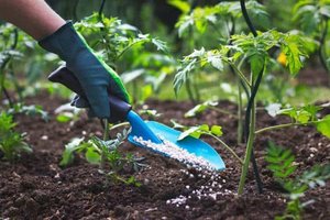 Nustebsite, iš ko trąšas kuria Goda: jau pamatė ir pirmuosius rezultatus