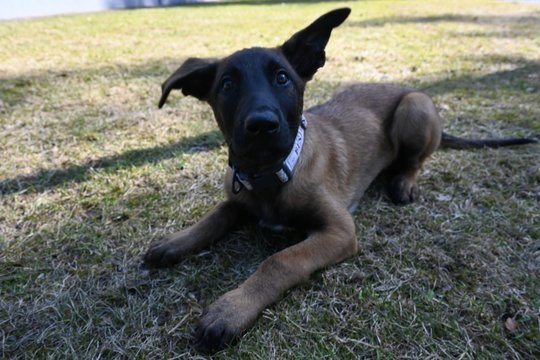 Lietuvos pasieniečių gretas papildė naujas pareigūnas – keturkojis Eidan