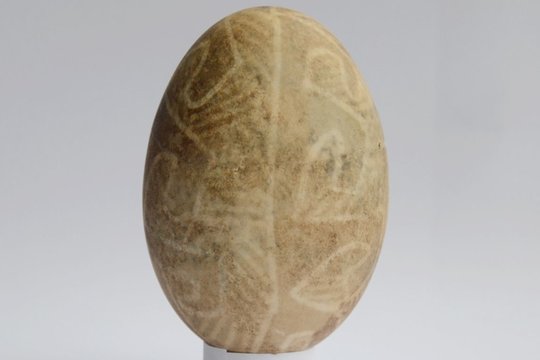 Seniausias žinomas margutis pasaulyje – Ukrainoje