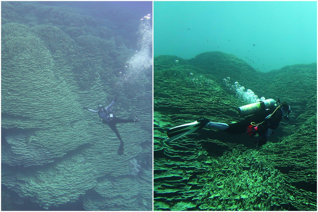Marianų įduboje – neįtikėtino dydžio radinys: pagerino ankstesnius rekordus