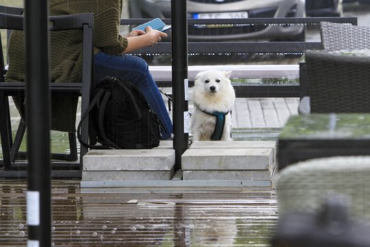 Sinoptikas pateikė naujausią prognozę: su lietumi – ir šlapios snaigės