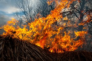 Gesindama degančią pernykštę žolę Kauno r. moteris apdegė veidą