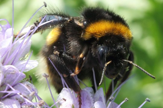 Kamanės vėl nustebino mokslininkus: pasirodo, jos geba net ir tai