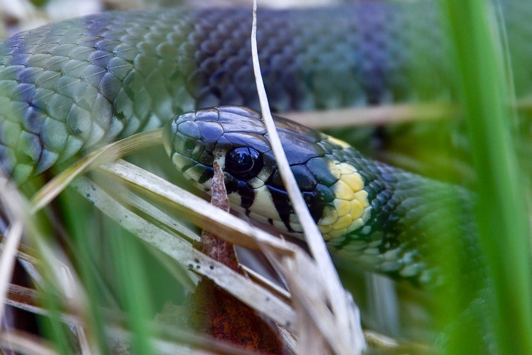 Žalčių „tuoktuvės“: užfiksuotas vaizdas, kurį pamatyti pasiseka ne kiekvienam
