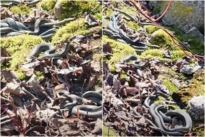 Edita miške užfiksavo vaizdą, kurį per gyvenimą pamato ne kiekvienas: paaiškino, kas čia vyksta