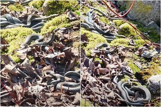 Edita miške užfiksavo vaizdą, kurį per gyvenimą pamato ne kiekvienas: paaiškino, kas čia vyksta