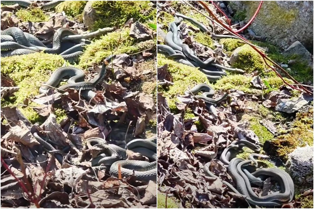 Edita miške užfiksavo vaizdą, kurį per gyvenimą pamato ne kiekvienas: paaiškino, kas čia vyksta