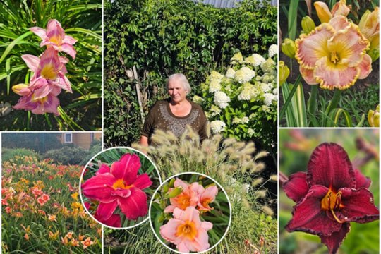 Dzūkės gėlyne – daugiau nei 100 viendienių rūšių: retas praeina nestabtelėjęs