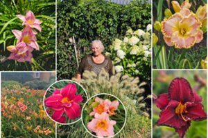 Dzūkės gėlyne – daugiau nei 100 viendienių rūšių: retas praeina nestabtelėjęs