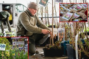 Sodininkai jau žymisi tris datas: vienoje vietoje – augalai, kurių kitur taip lengvai negausi